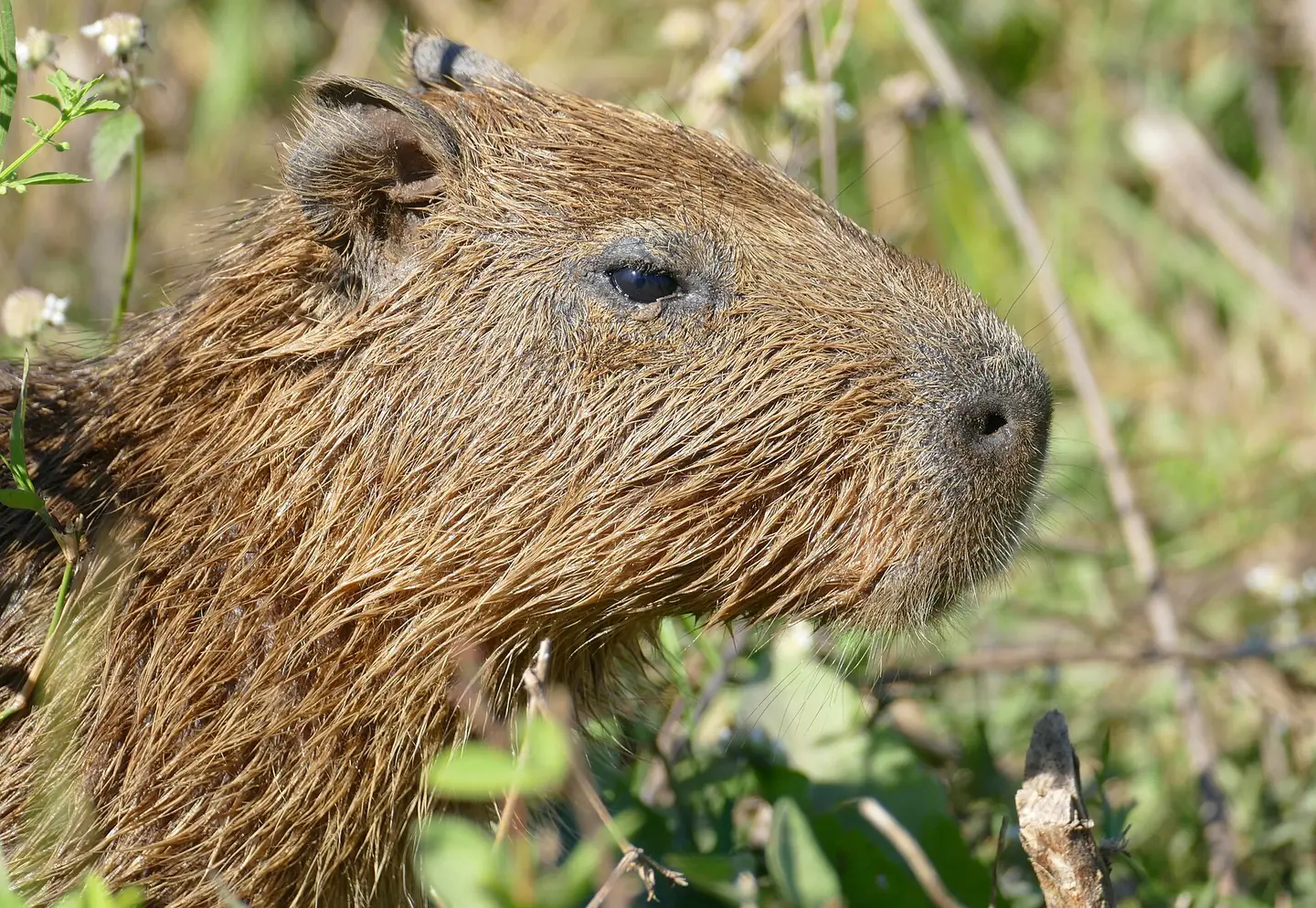 Capybara