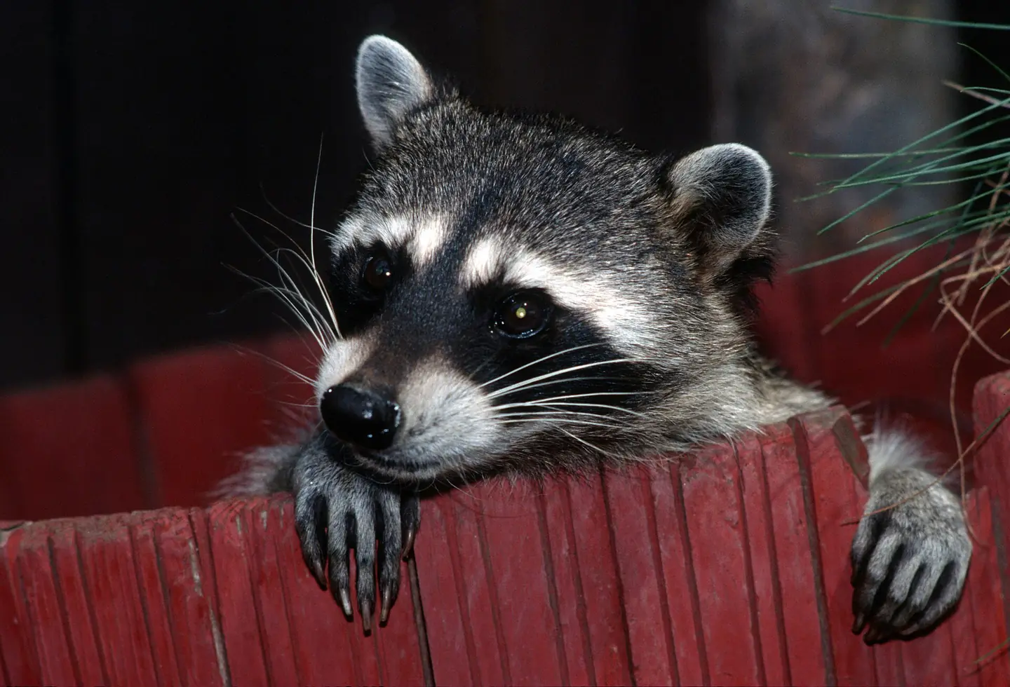 Gấu mèo Raccoon